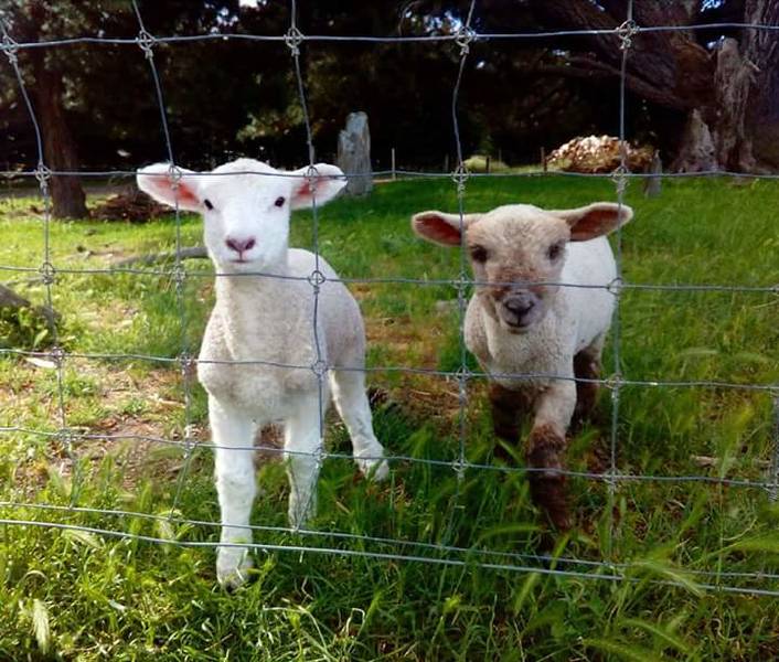WWOOF Image 0